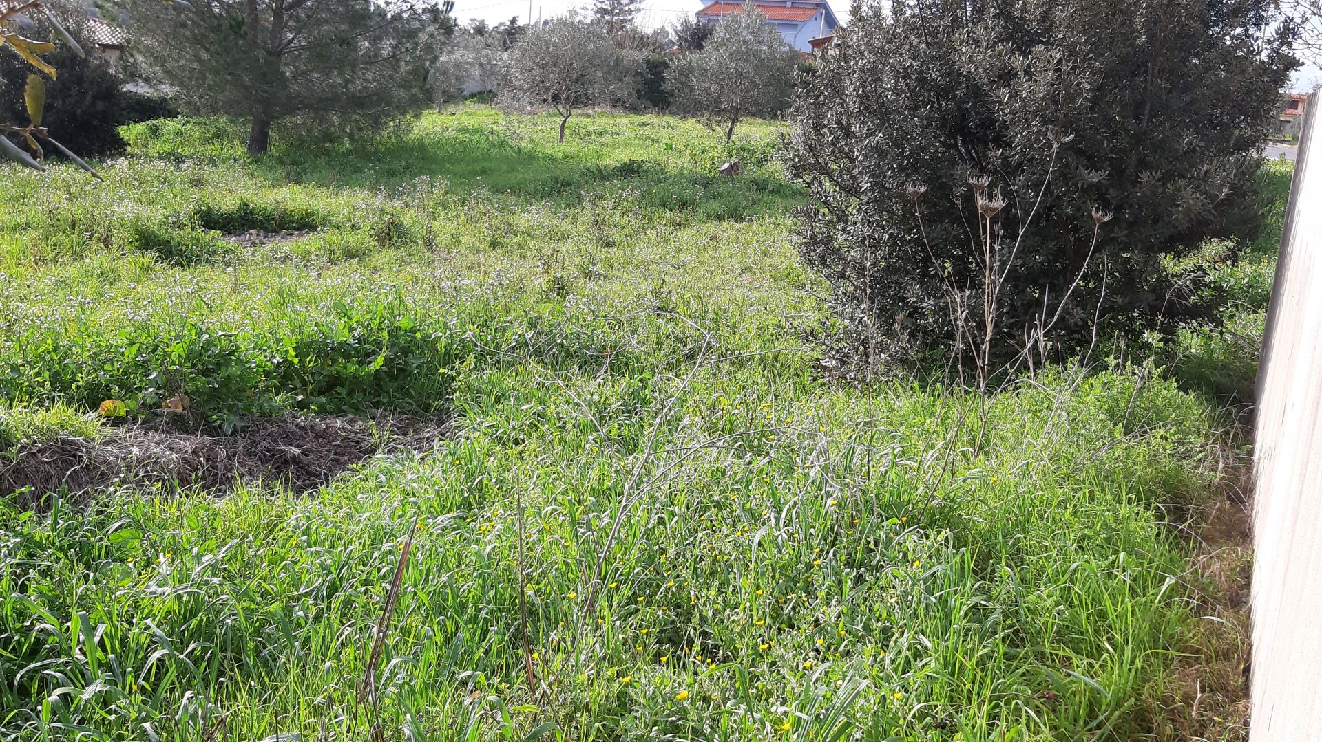 Terreno Residenziale Palmas Arborea 