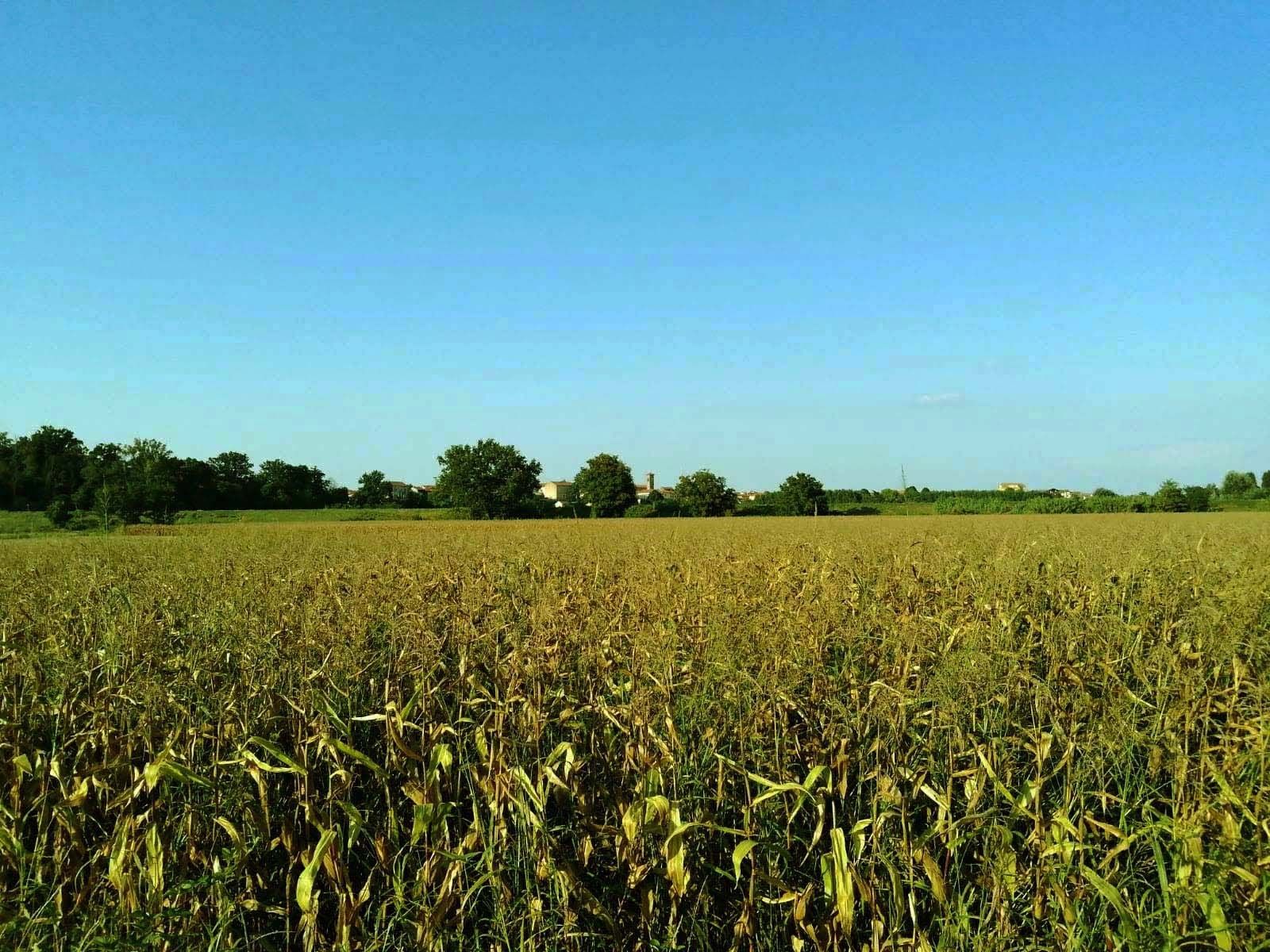 Terreno Agricolo Felizzano 