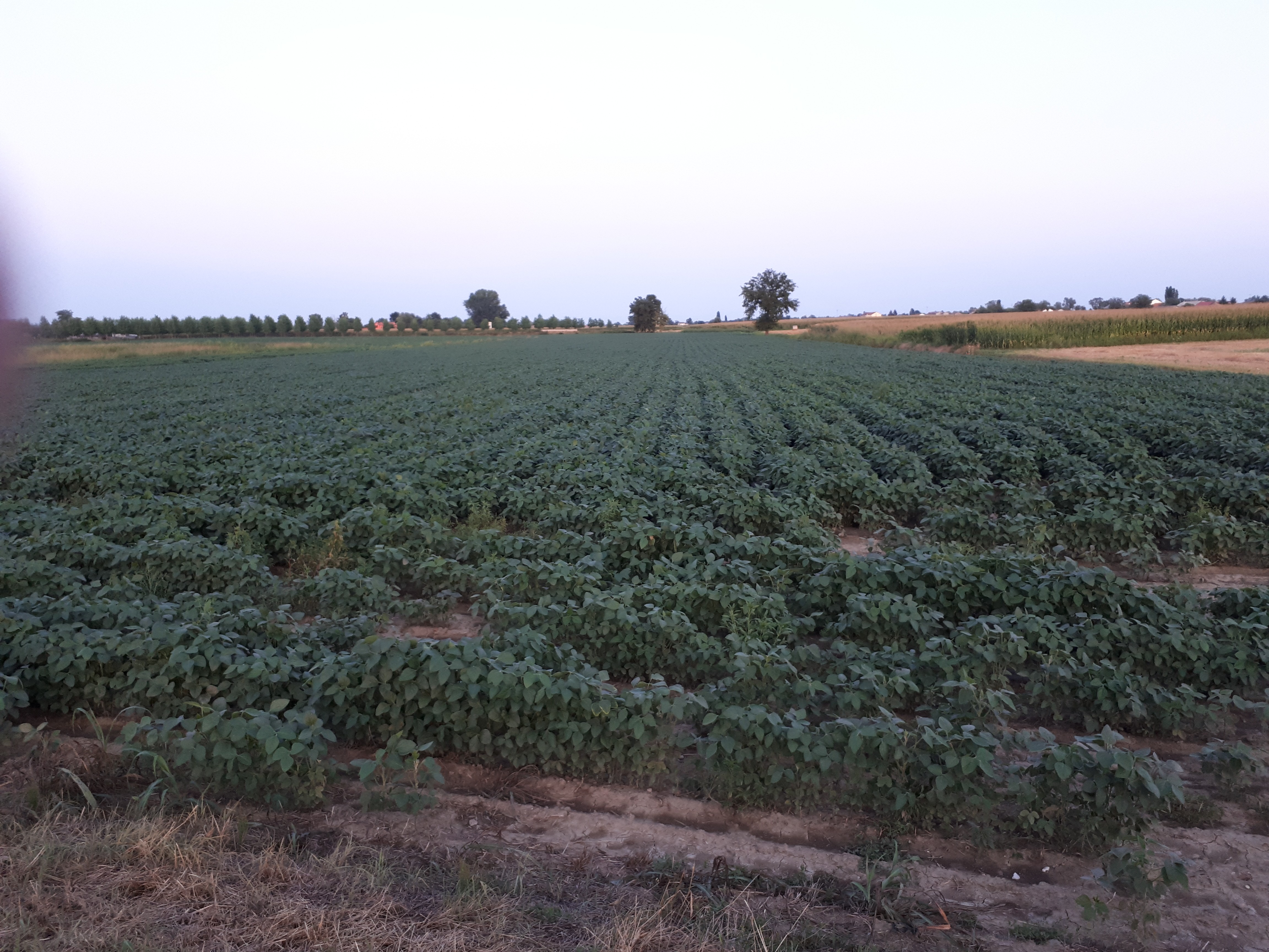 Terreno Agricolo Castelmassa 