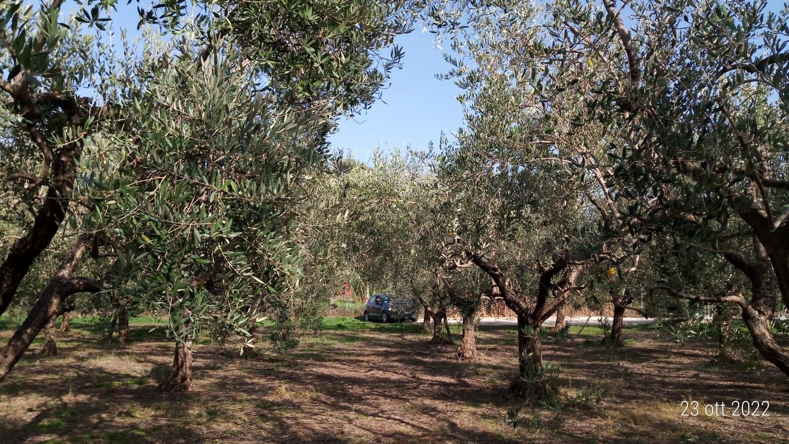 Vendita Terreno Agricolo San Cesareo