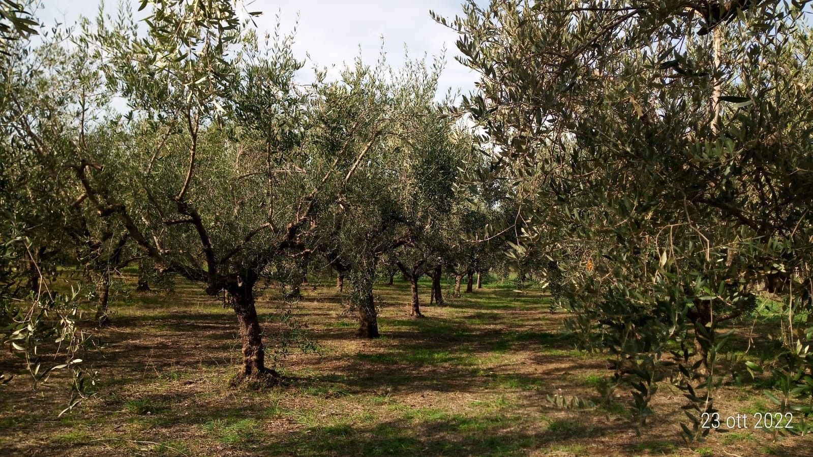 Vendita Terreno Agricolo San Cesareo