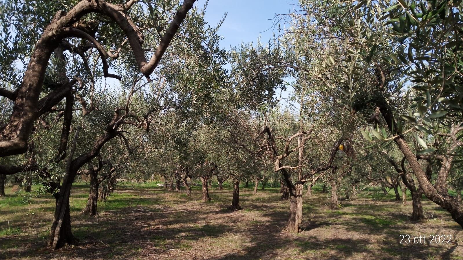 Vendita Terreno Agricolo San Cesareo