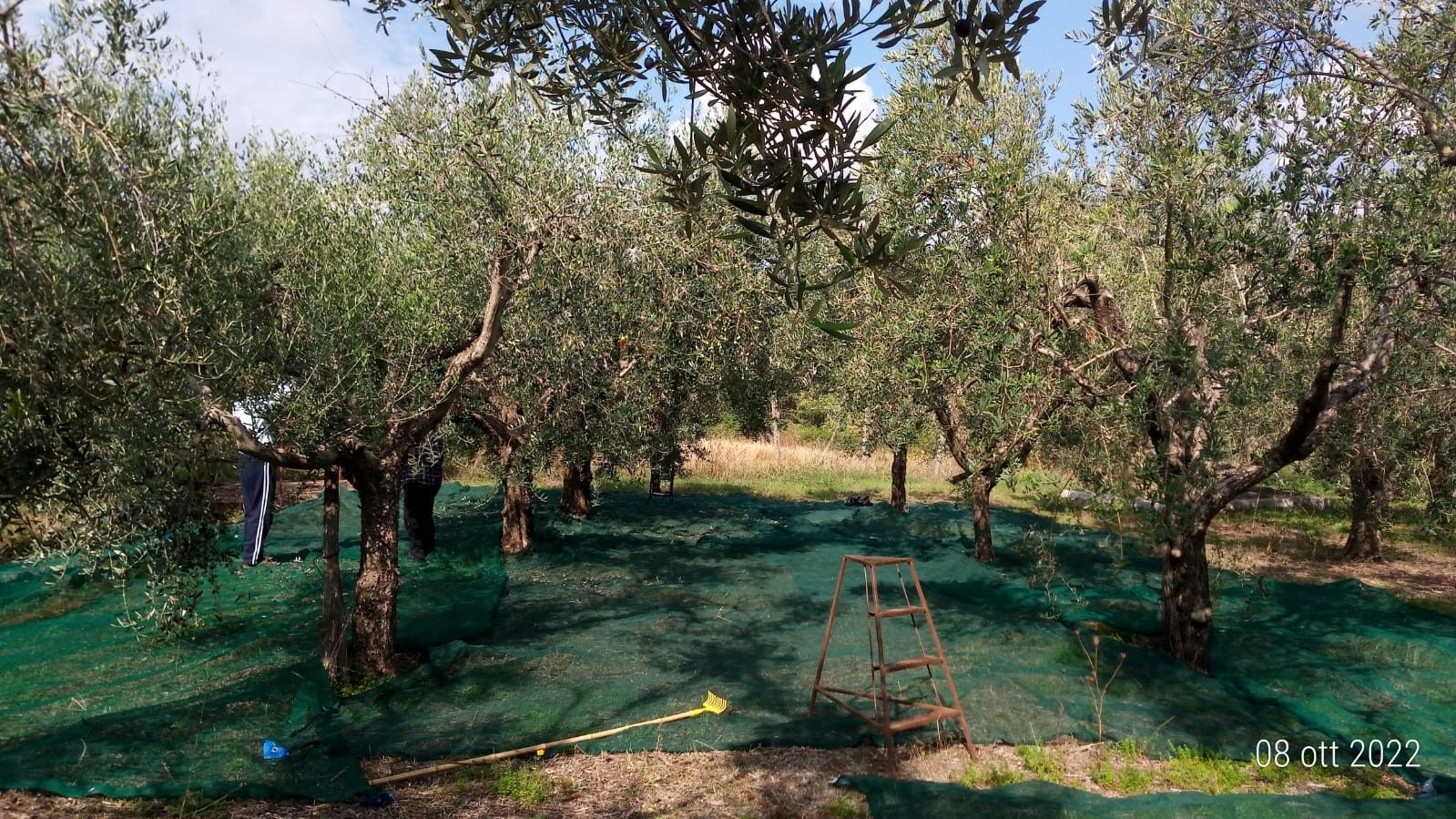 Vendita Terreno Agricolo San Cesareo