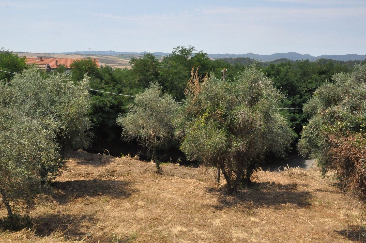 Vendita Terreno edificabile Fauglia