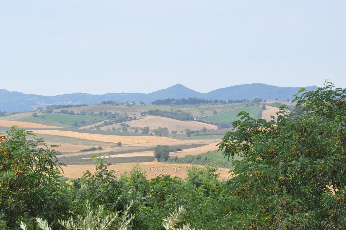 Altro Fauglia 
