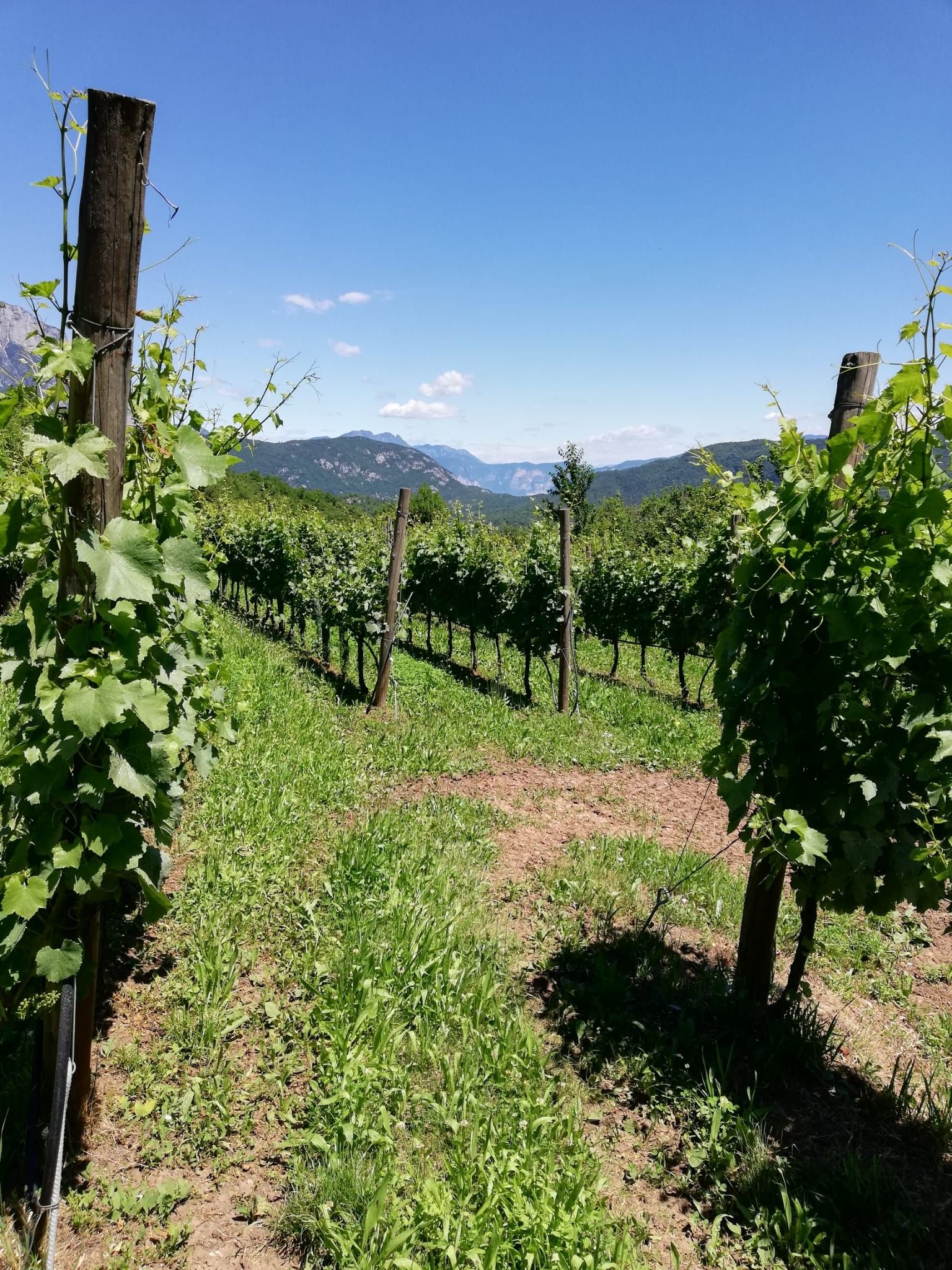 Terreno Agricolo Trento 