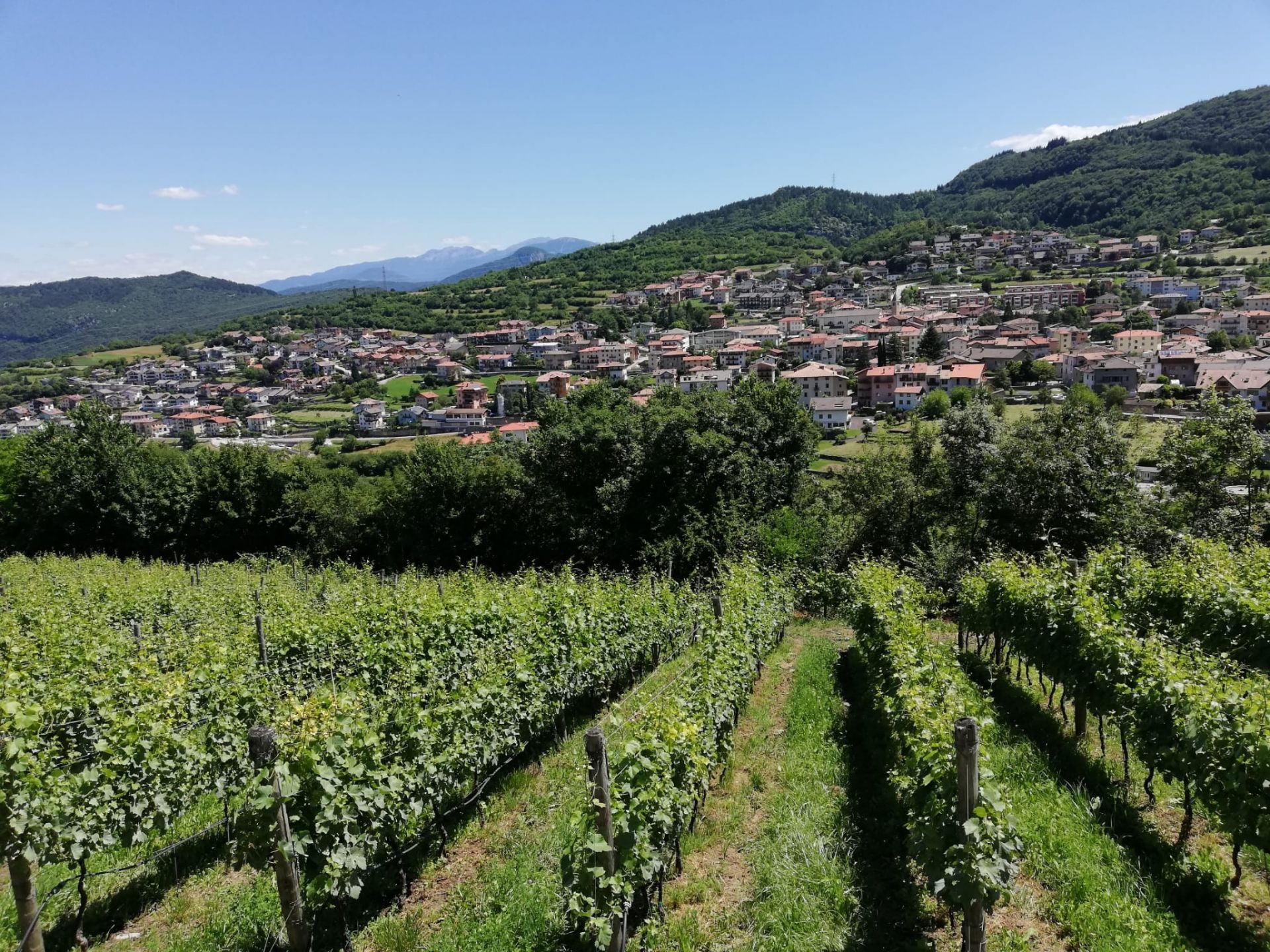 Terreno Agricolo Trento 