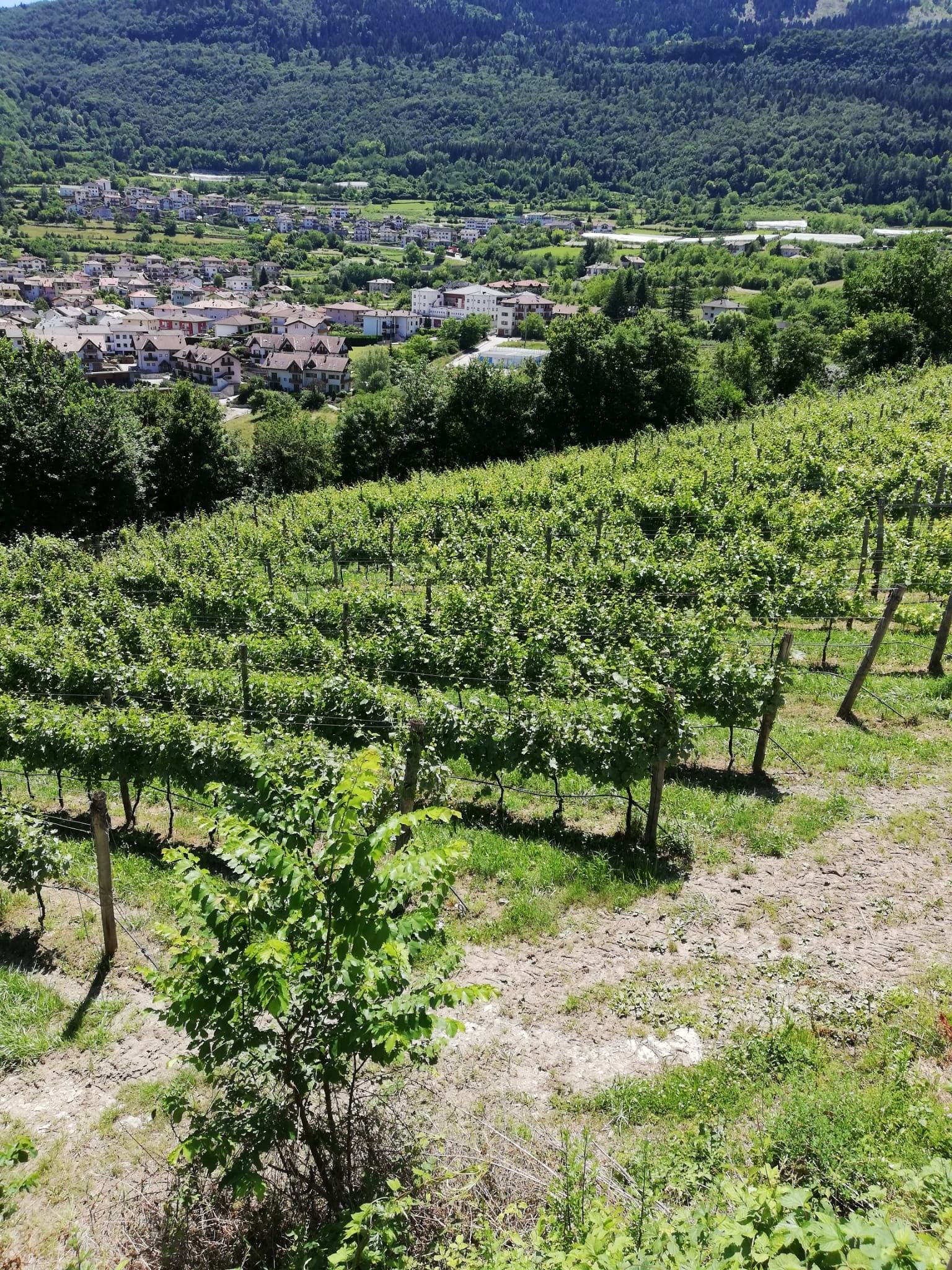 Terreno Agricolo Trento 