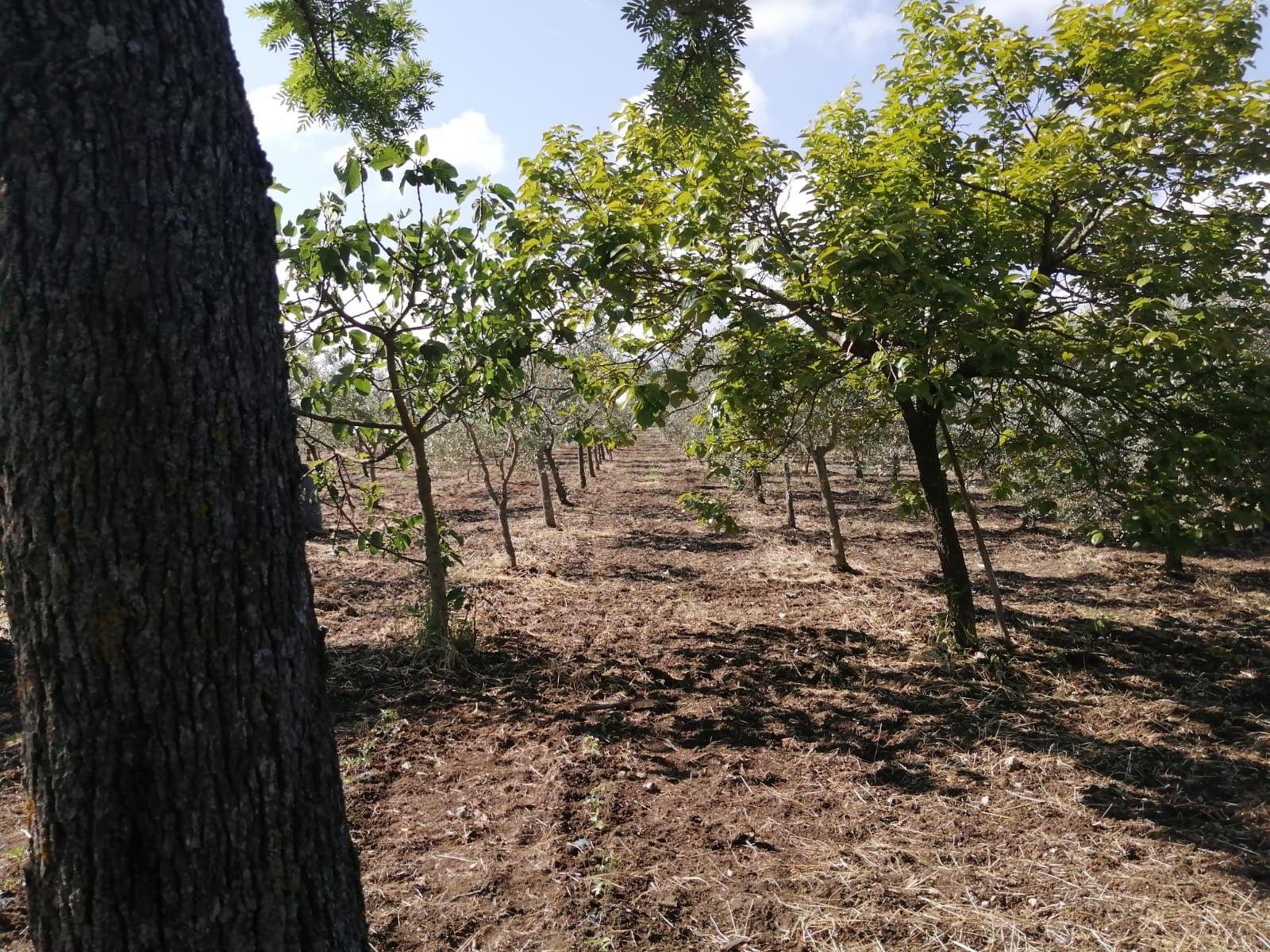 Terreno Agricolo Gesualdo 