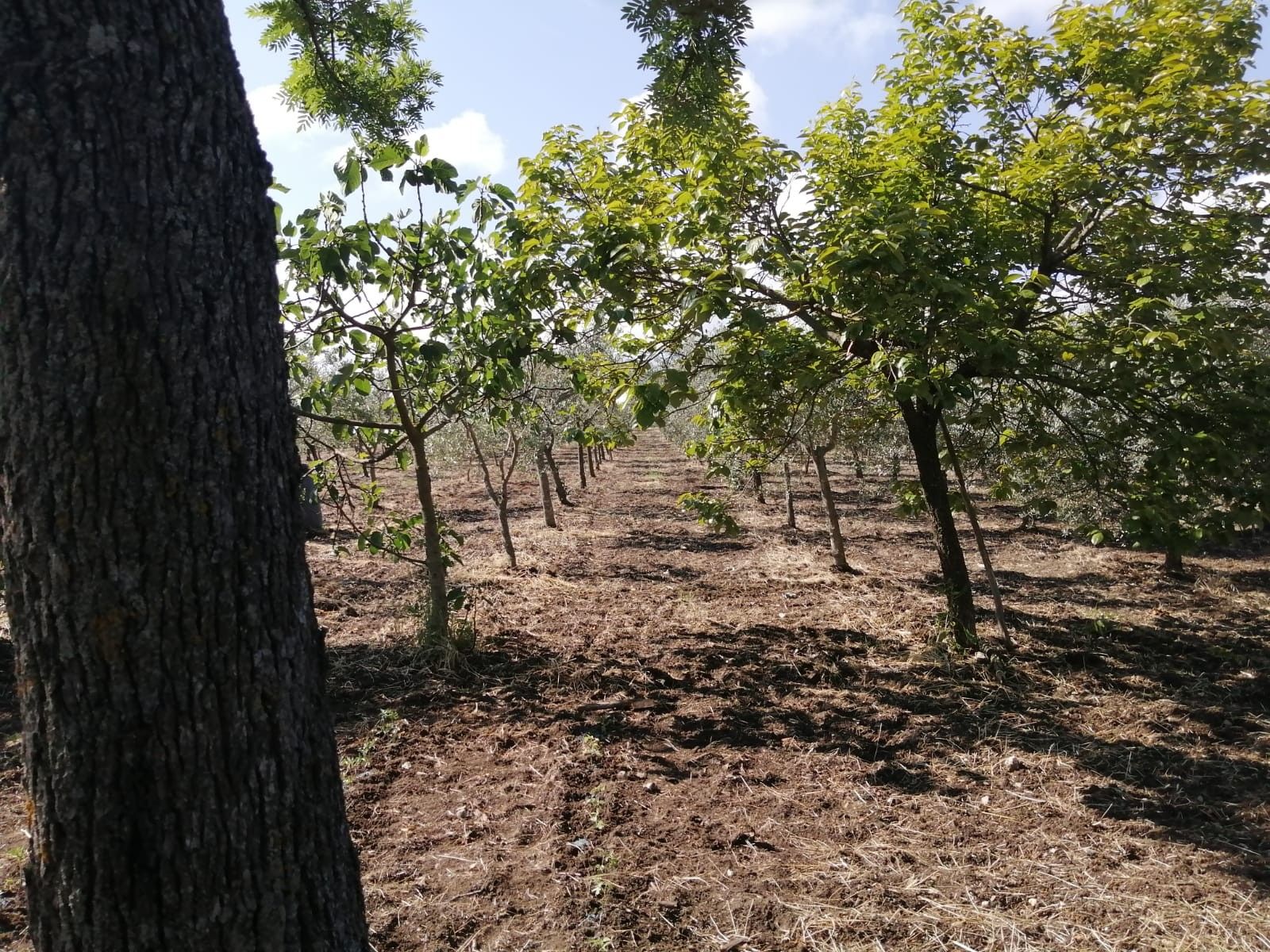 Terreno Agricolo Gesualdo 