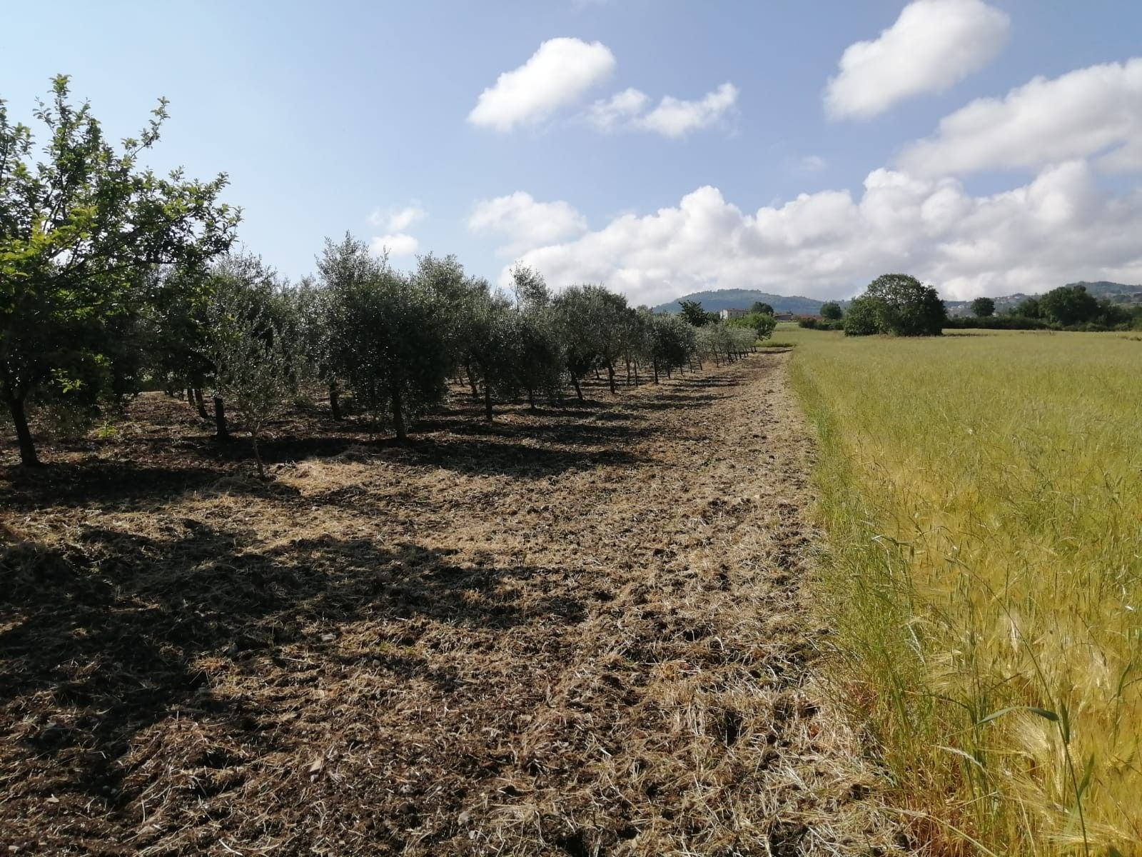 Terreno Agricolo in Vendita Gesualdo