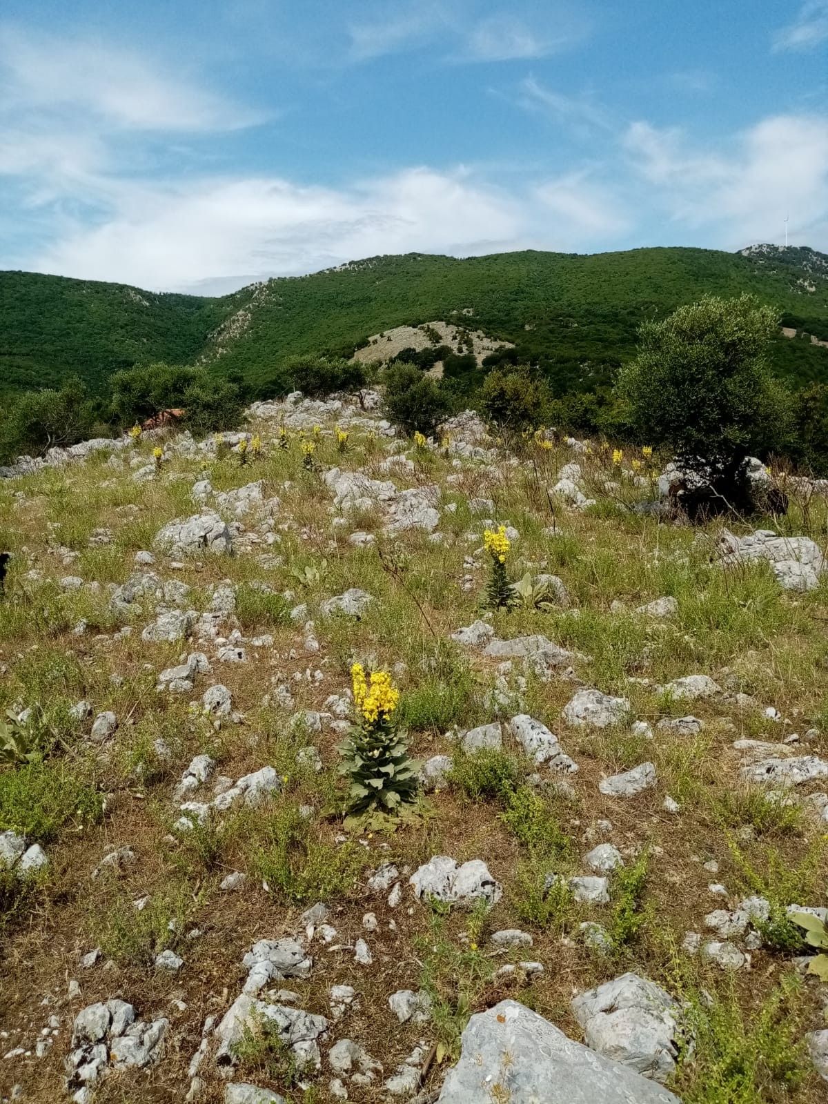 Terreno Agricolo Prata Sannita 