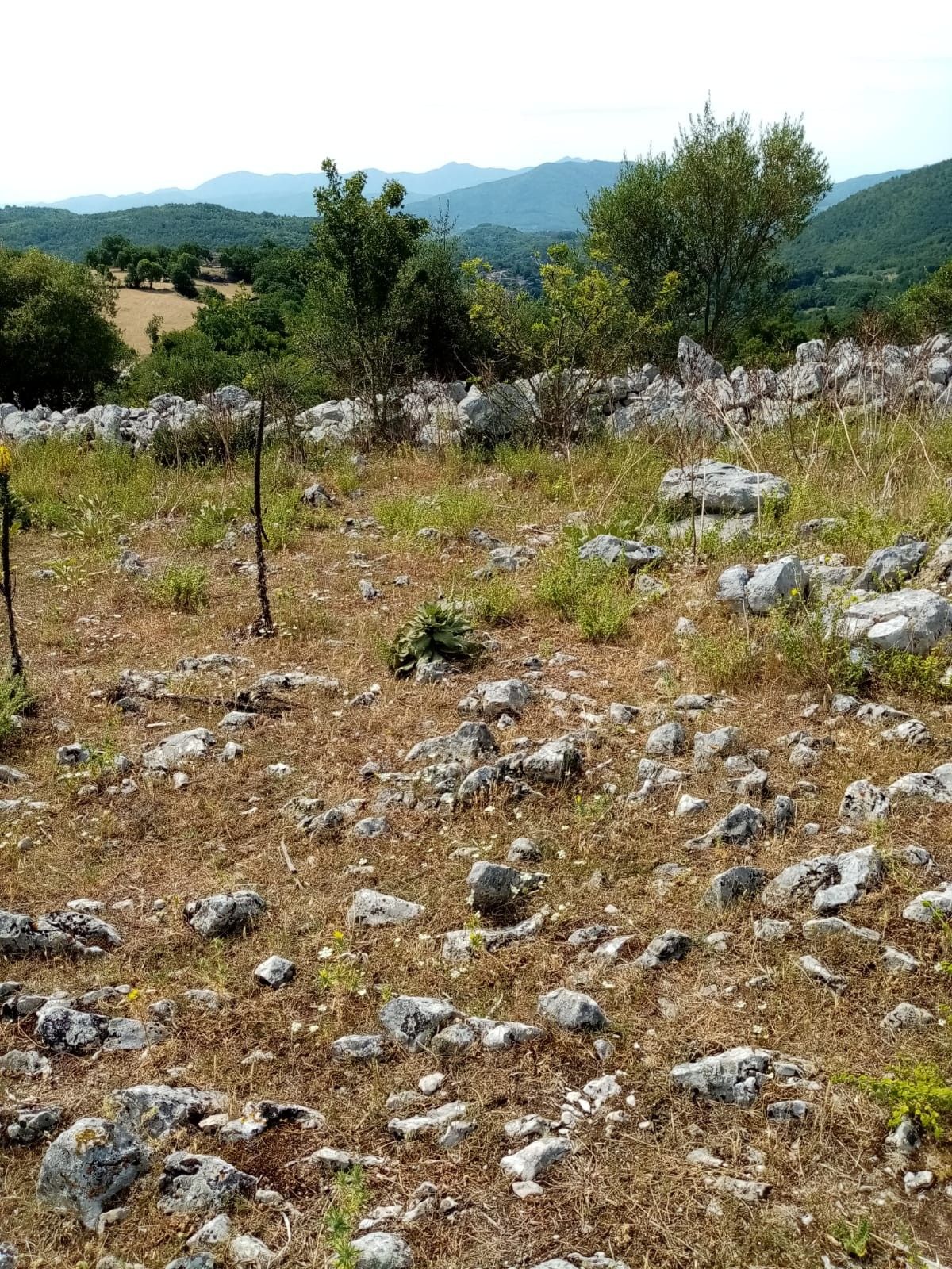 Terreno Agricolo Prata Sannita 