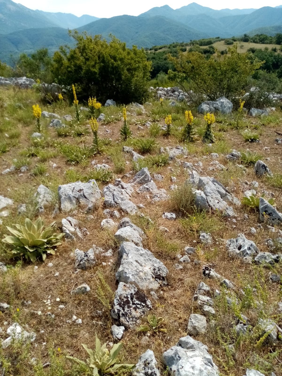 Terreno Agricolo Prata Sannita 