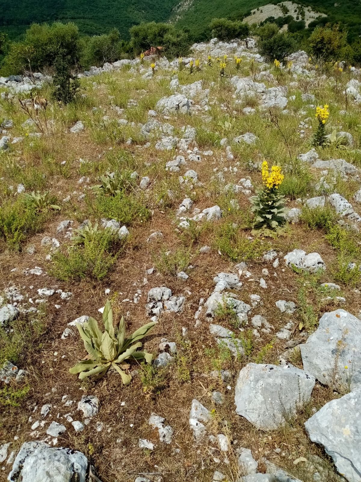 Terreno Agricolo Prata Sannita 