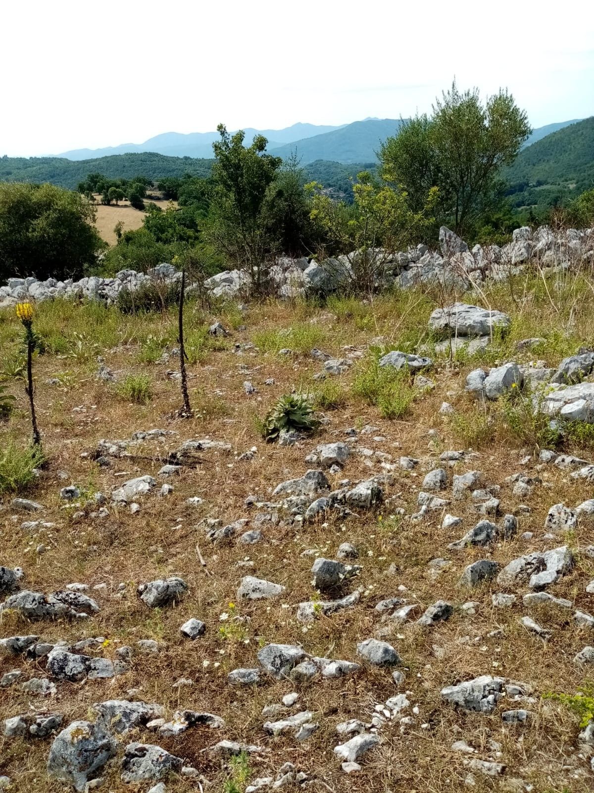 Terreno Agricolo Prata Sannita 