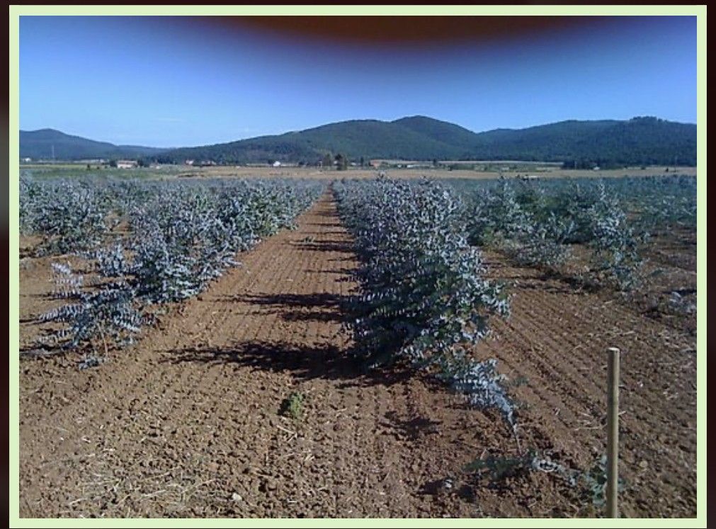 Terreno Agricolo Manciano 