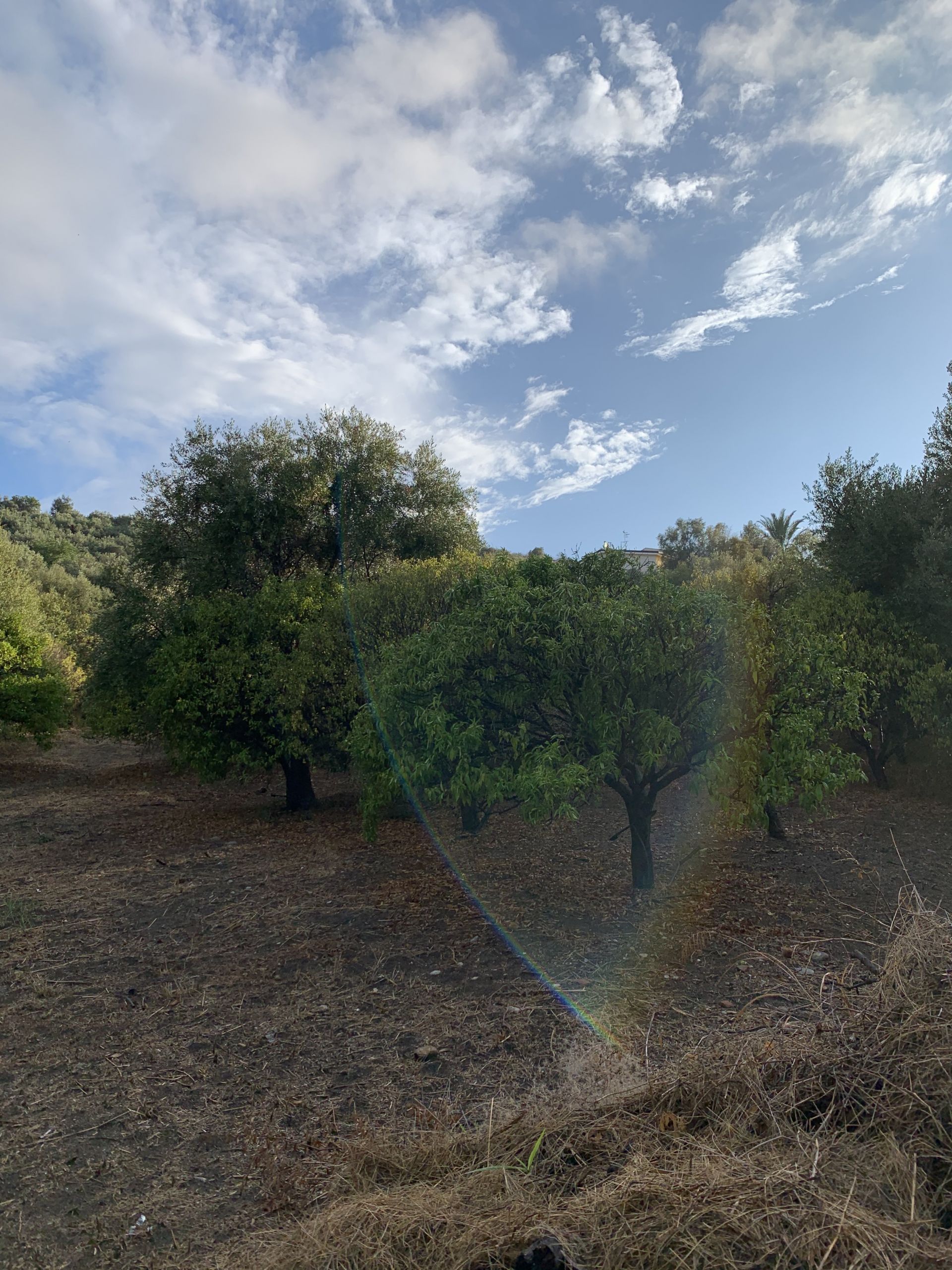 Terreno Agricolo Termini Imerese 