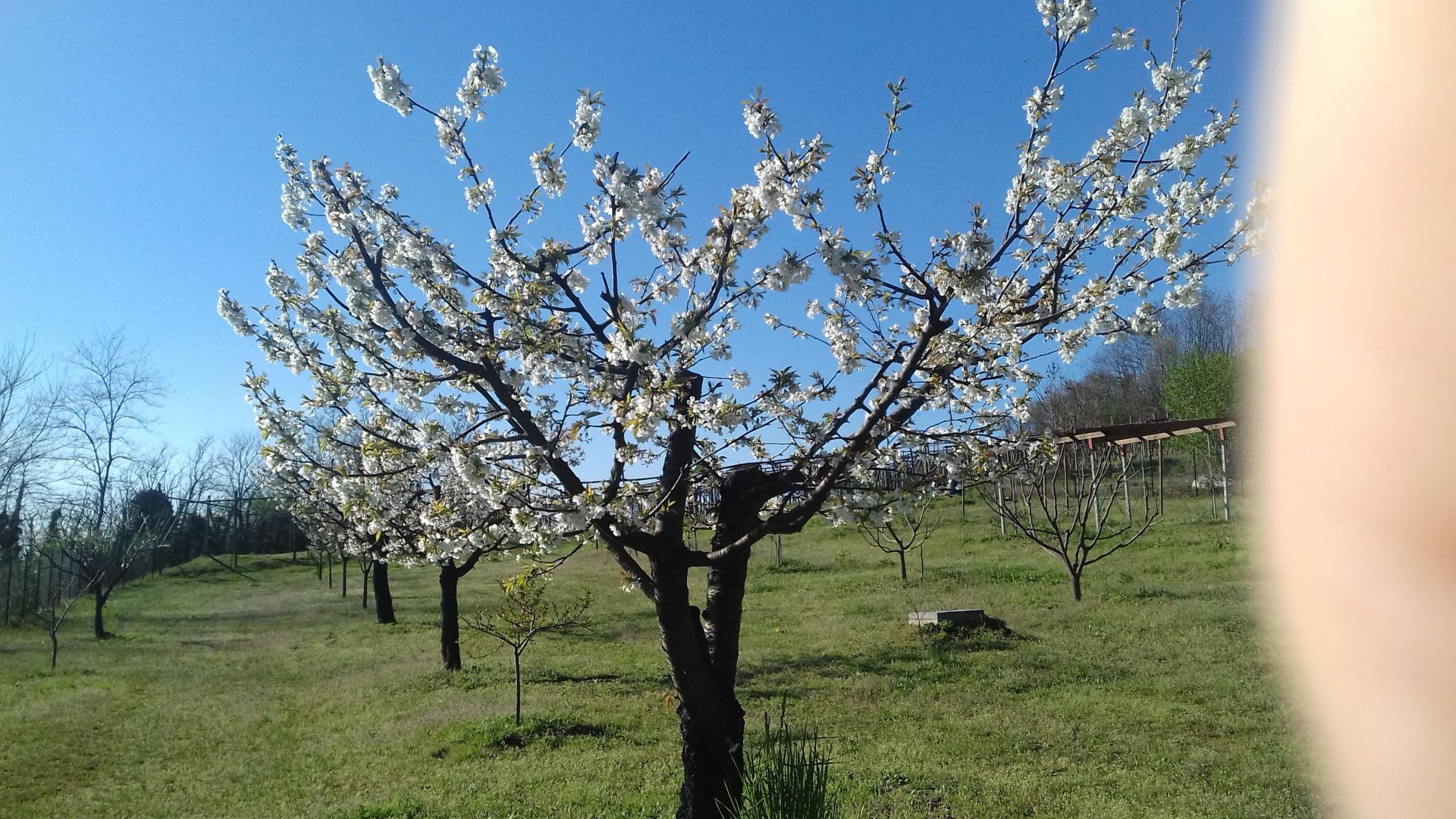 Terreno Agricolo Vestignè 