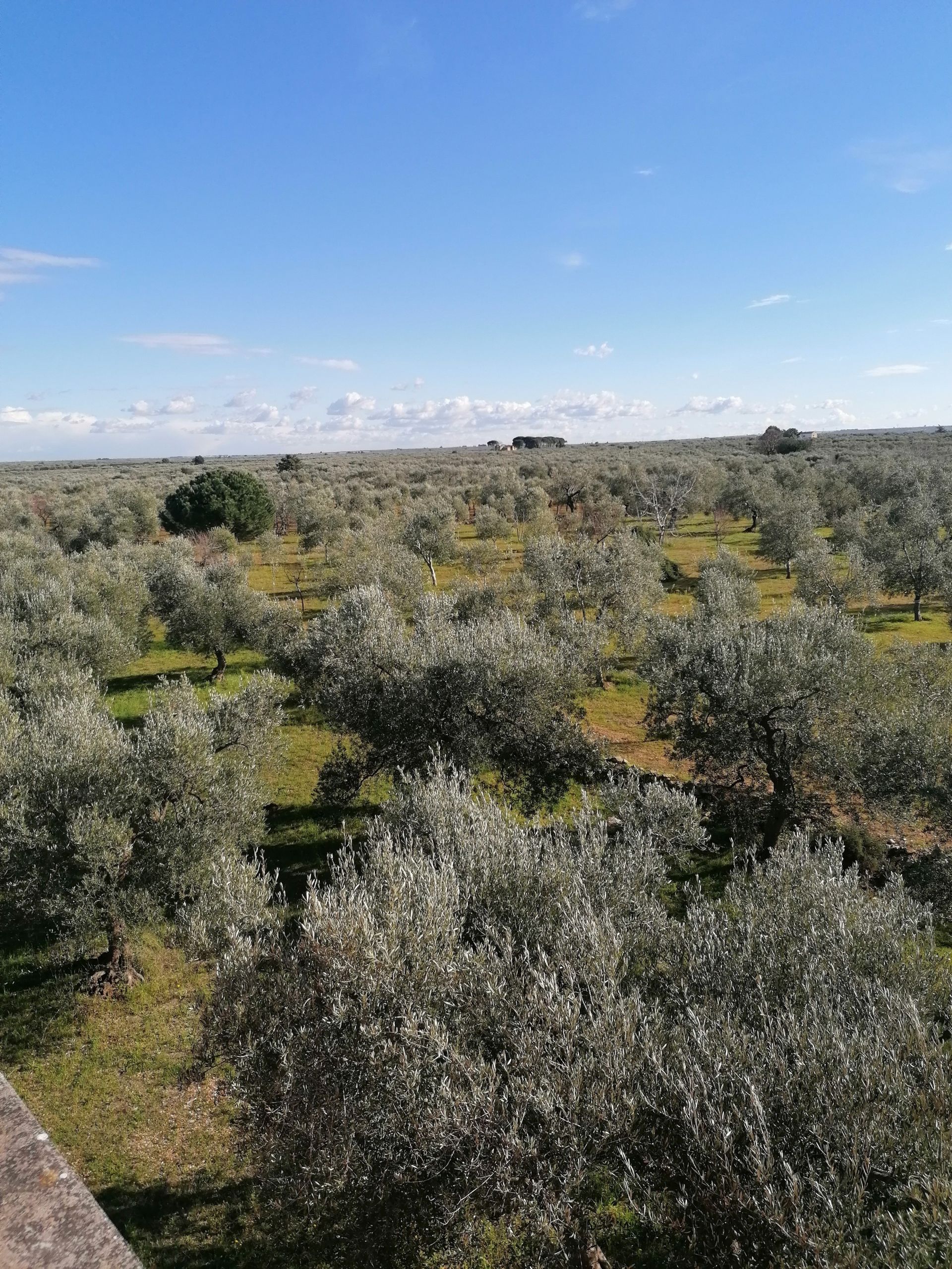 Vendita Terreno Agricolo Grumo Appula