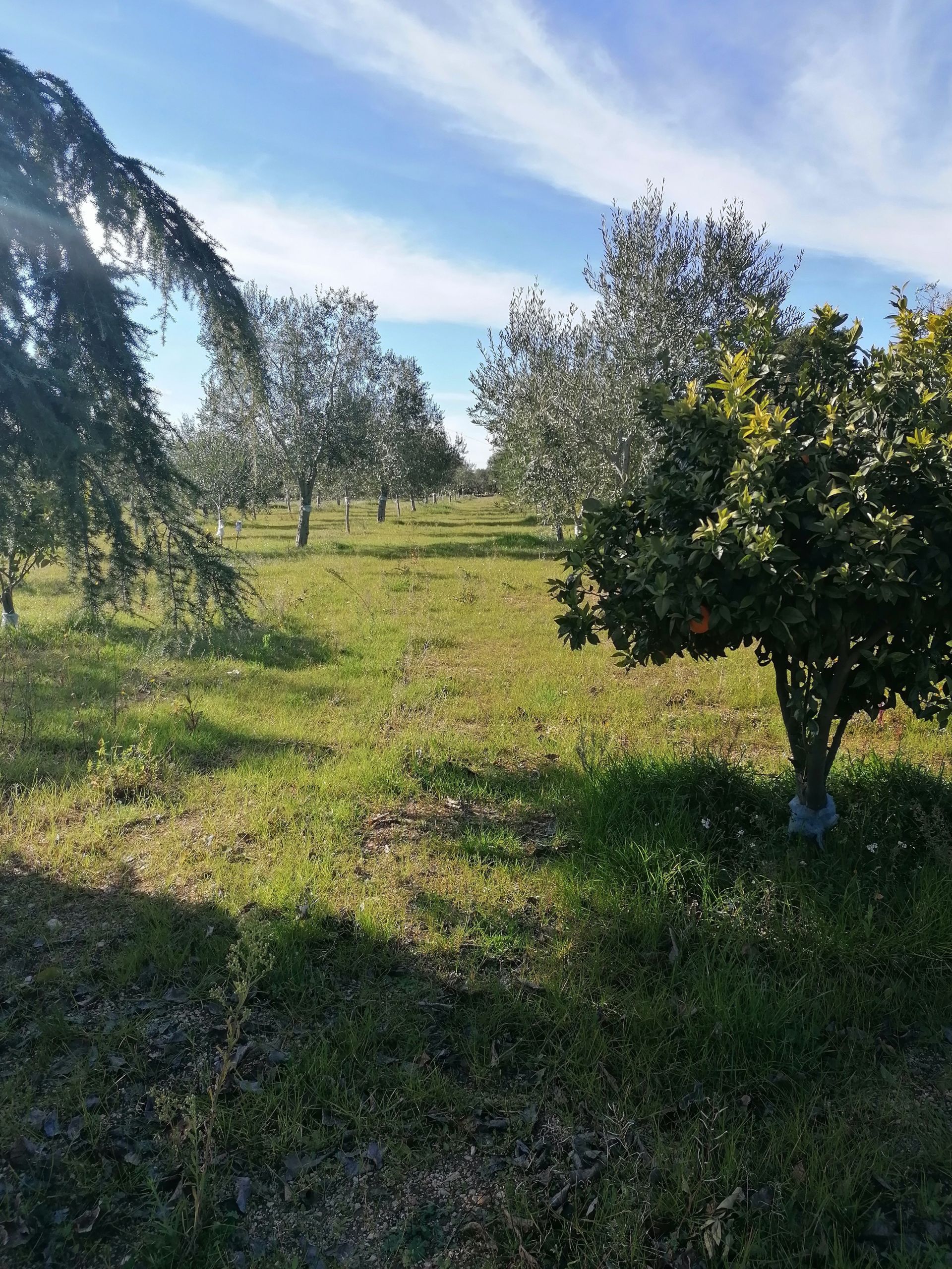 Vendita Terreno Agricolo Grumo Appula