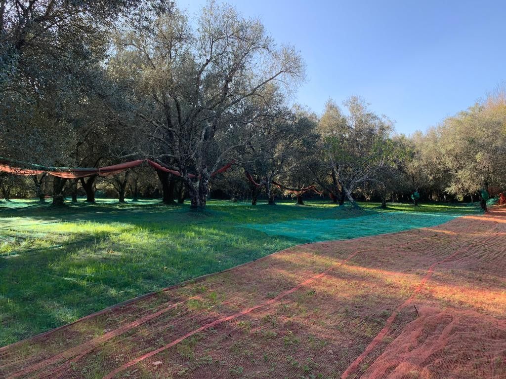 Terreno Agricolo Galatro 