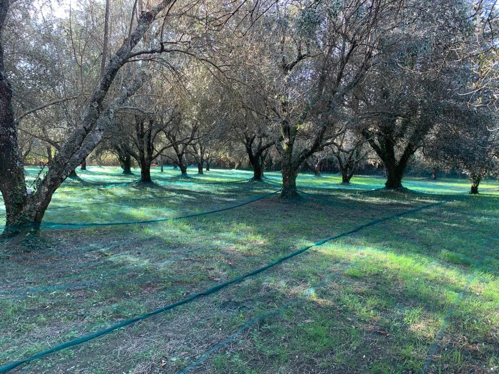 Terreno Agricolo Galatro 