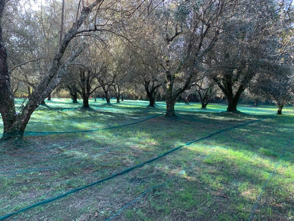 Terreno Agricolo Galatro 