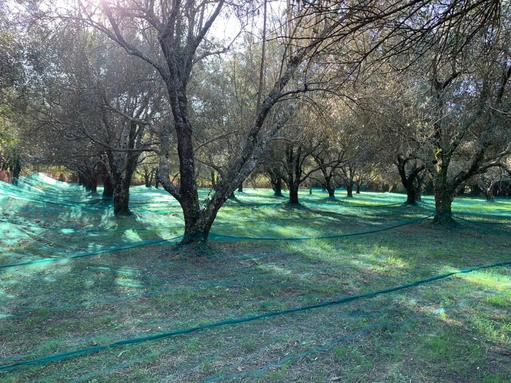 Terreno Agricolo Galatro 