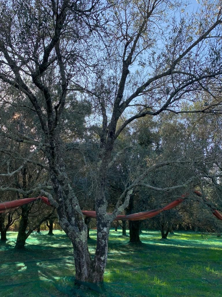 Terreno Agricolo Galatro 