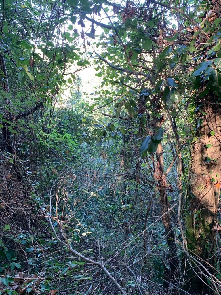 Terreno Agricolo Galatro 