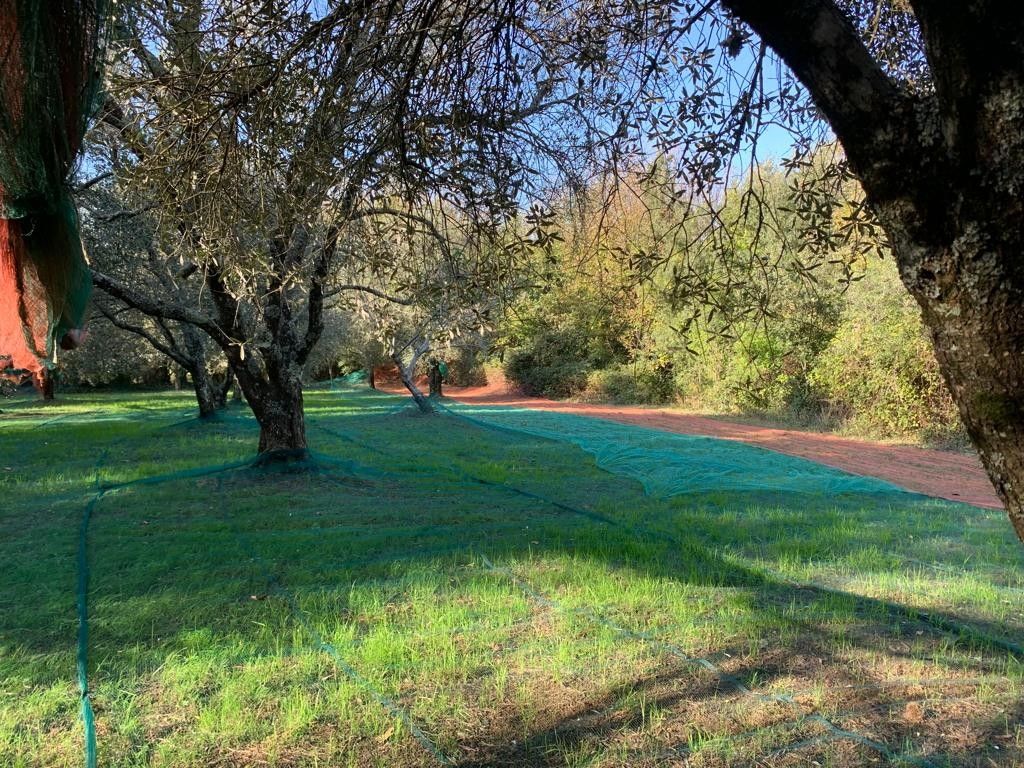 Terreno Agricolo Galatro 