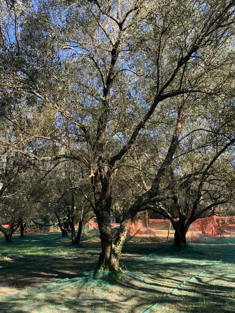 Terreno Agricolo Galatro 