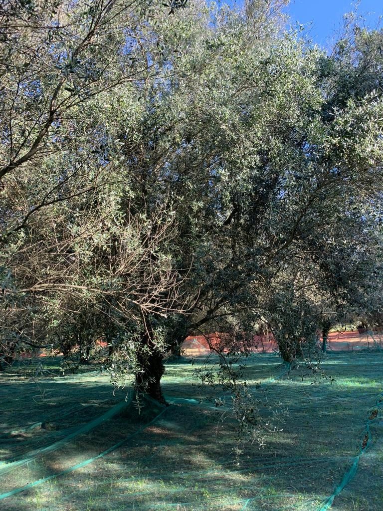 Terreno Agricolo Galatro 