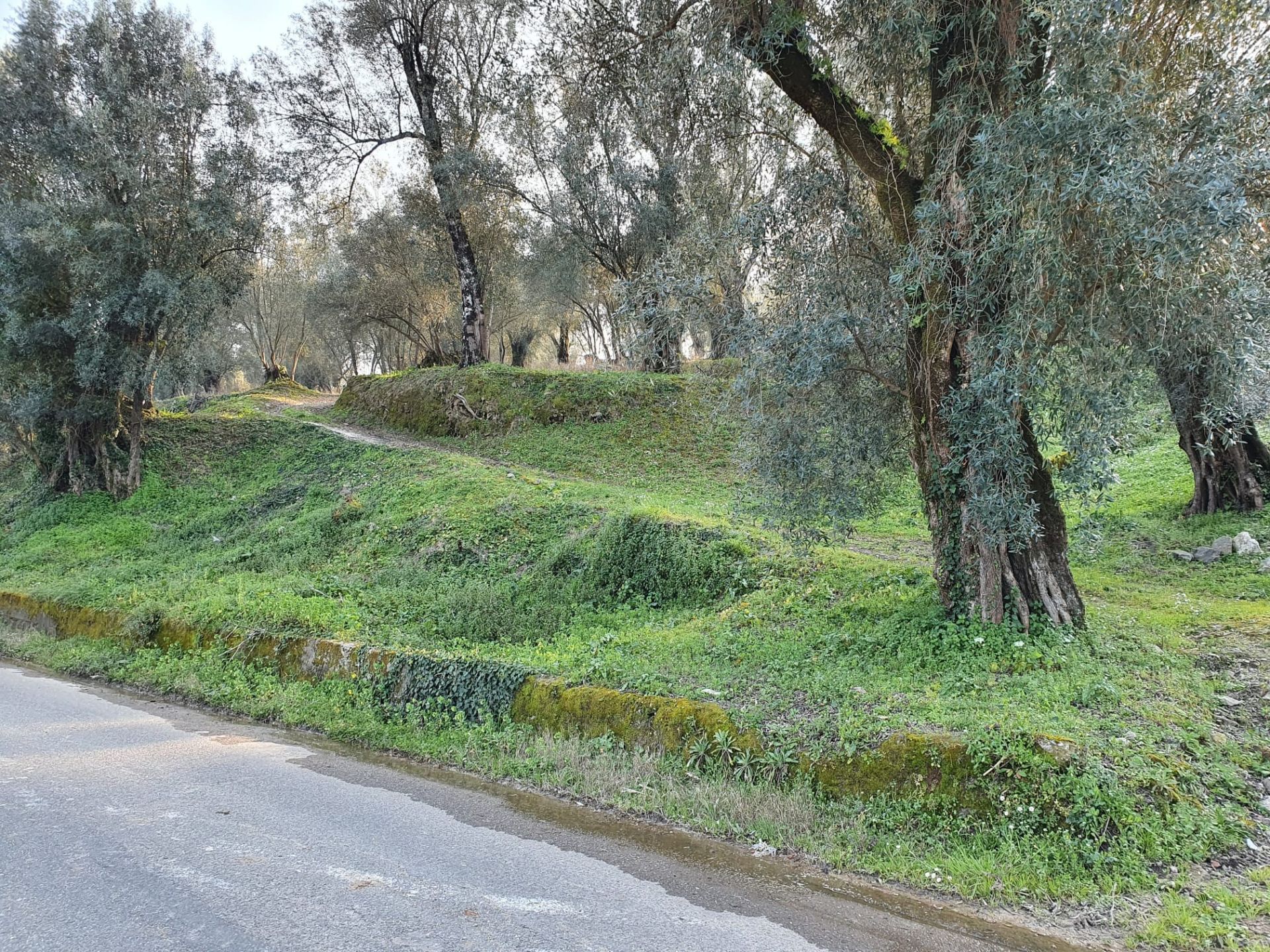 Terreno Agricolo Melicuccà 