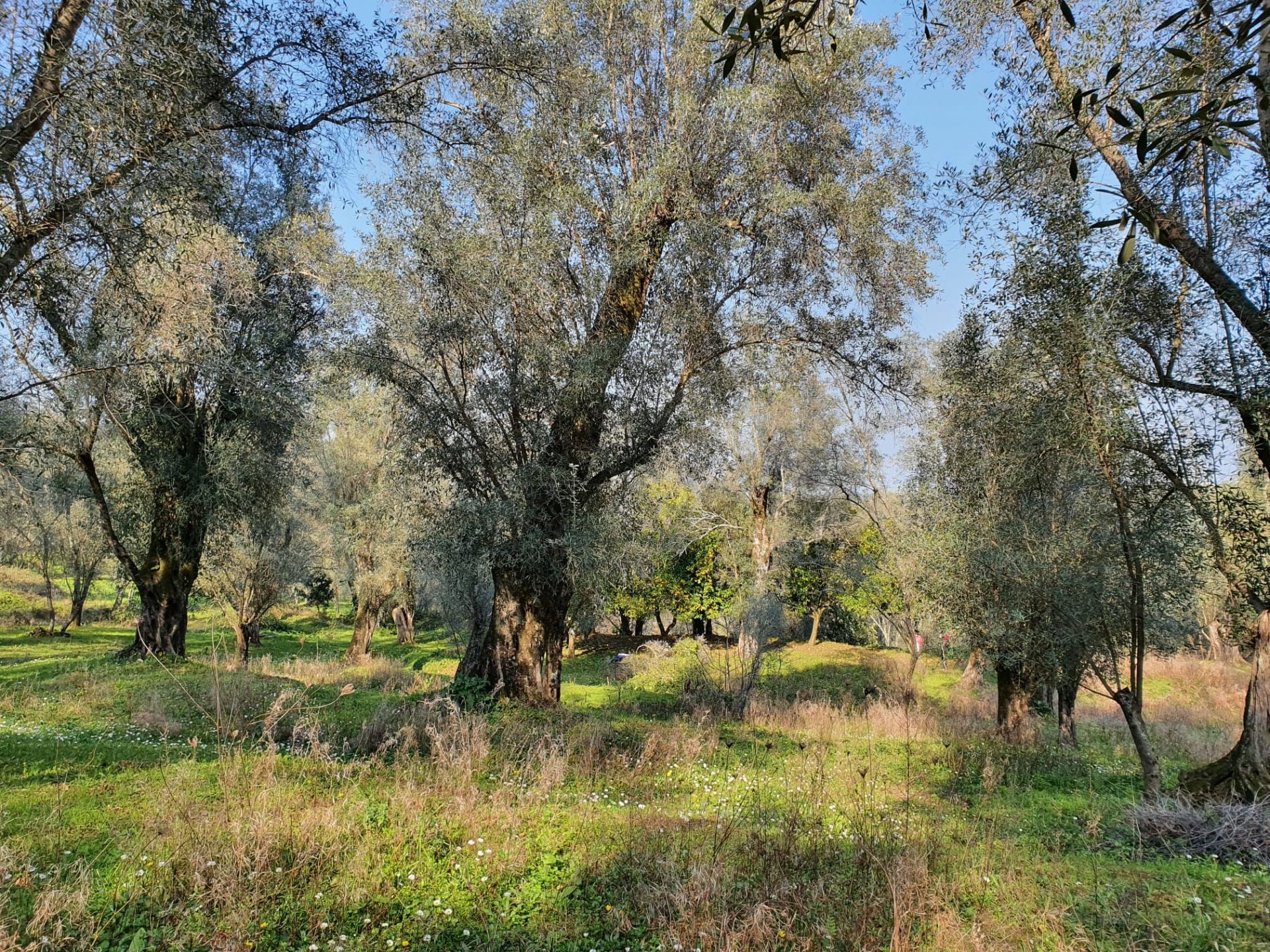 Terreno Agricolo Melicuccà 