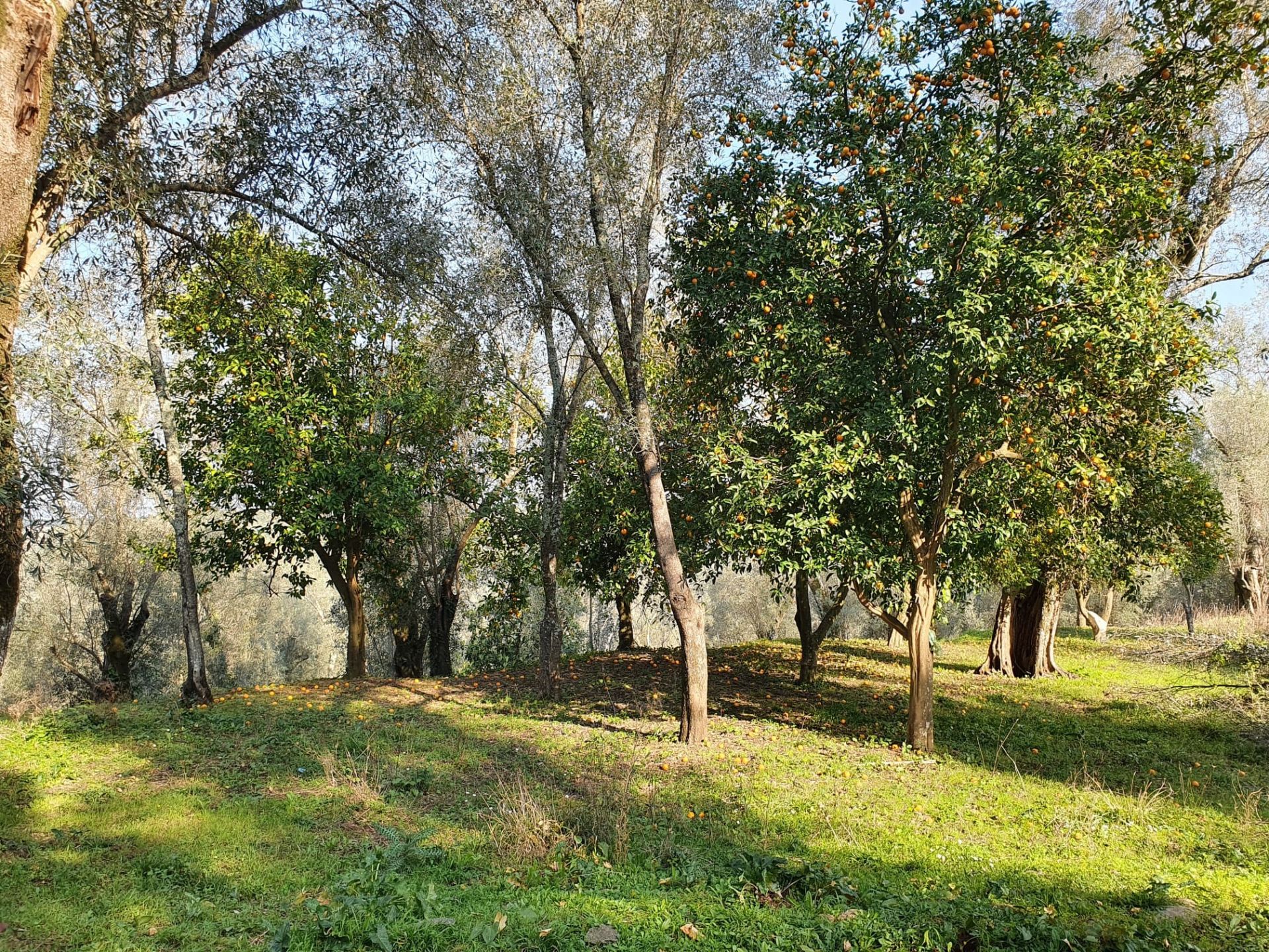 Terreno Agricolo Melicuccà 