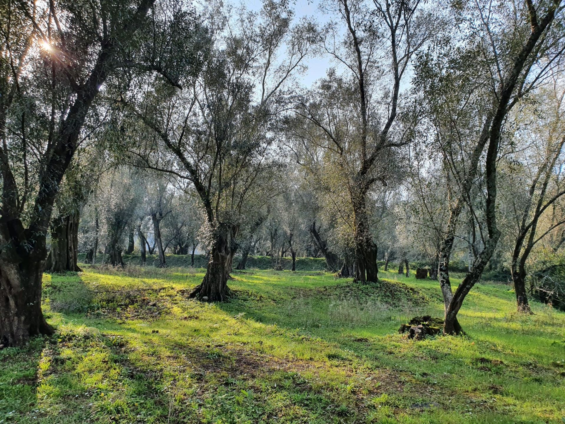 Terreno Agricolo Melicuccà 