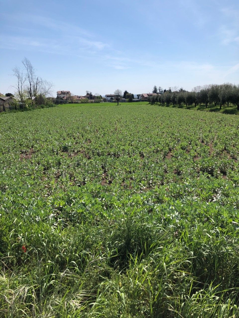 Vendita Terreno edificabile Sant'Egidio alla Vibrata