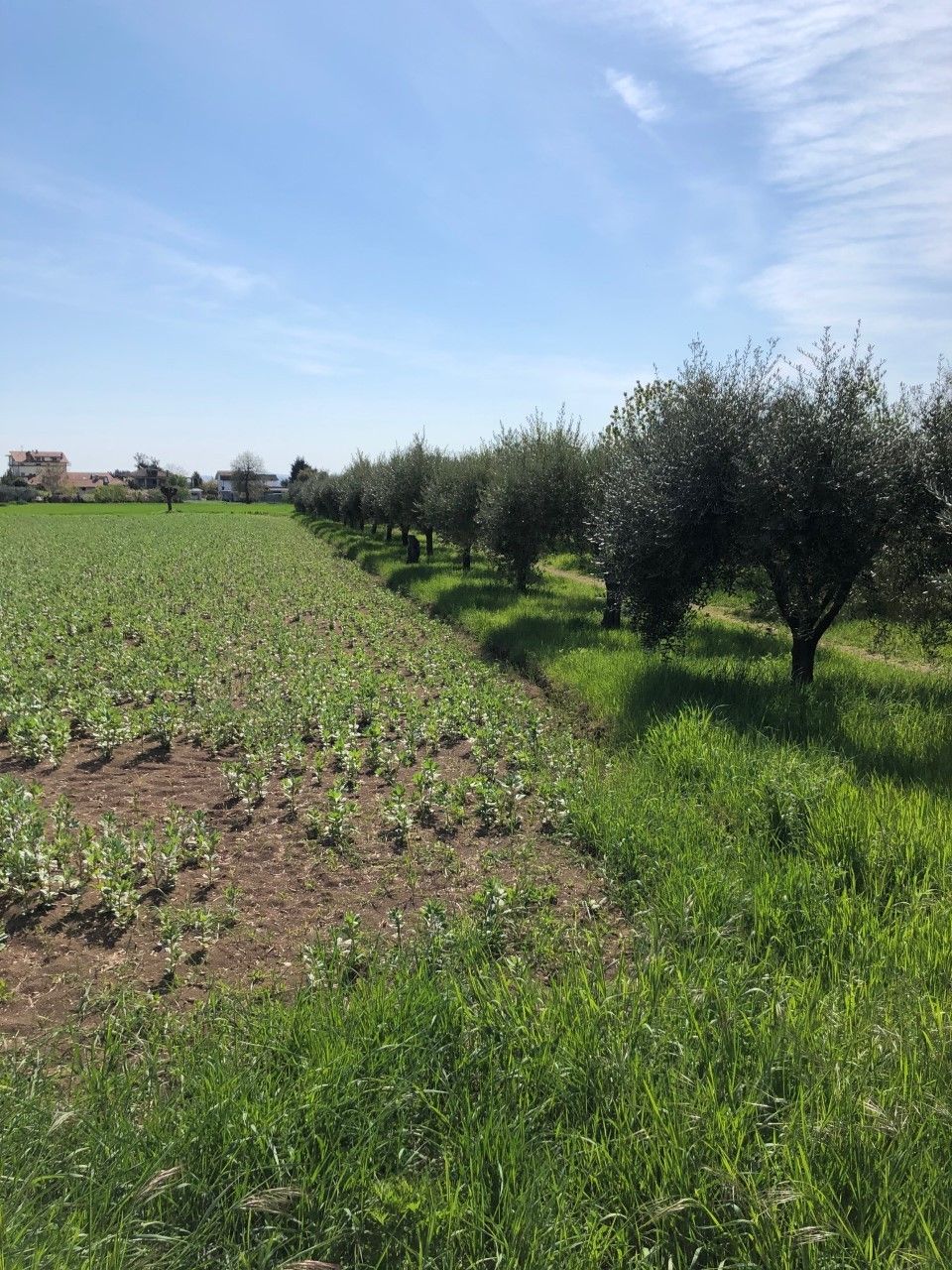 Vendita Terreno edificabile Sant'Egidio alla Vibrata