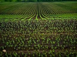 Affitto Terreno Agricolo Montegiorgio