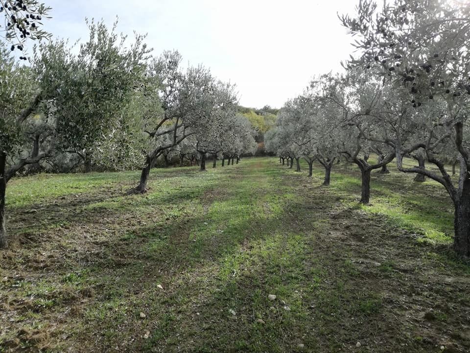 Terreno Agricolo Monteodorisio 