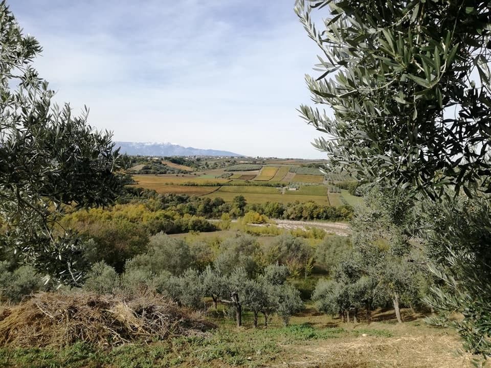 Terreno Agricolo Monteodorisio 