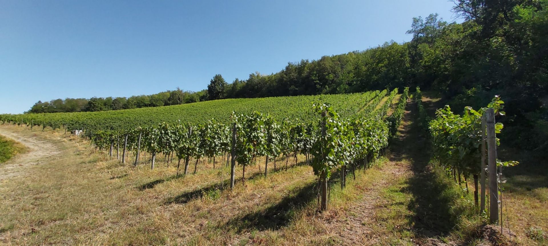 Vendita Terreno Agricolo Rivanazzano