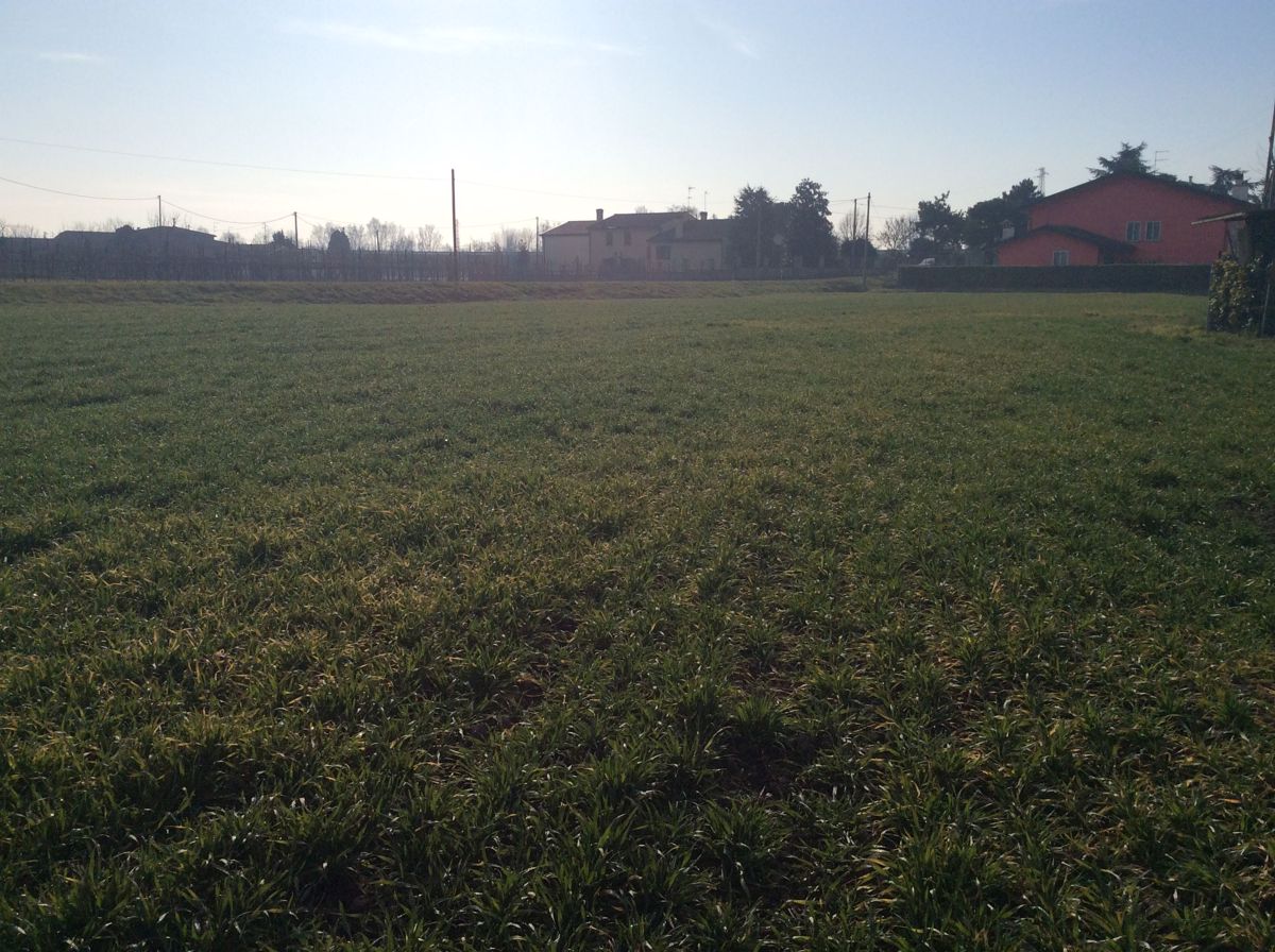 Cavarzere