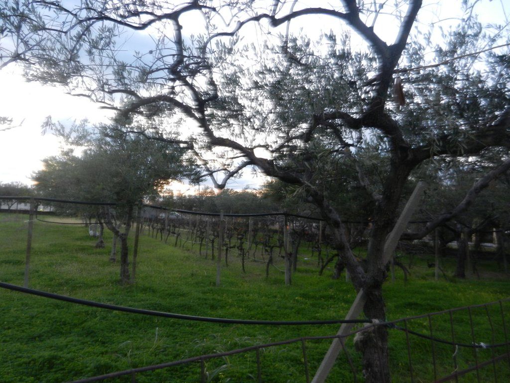 Vendita Terreno Agricolo Scalea