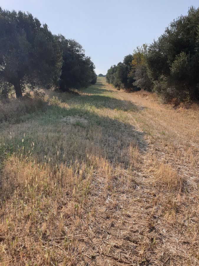 Colonnella