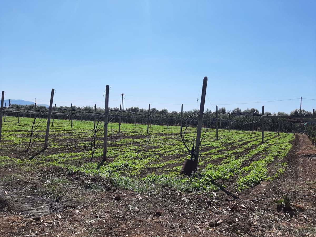 Vendita Terreno Agricolo Montecorvino Pugliano