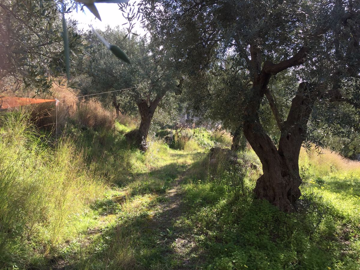 Vendita Rustico/Casale/Corte Amantea