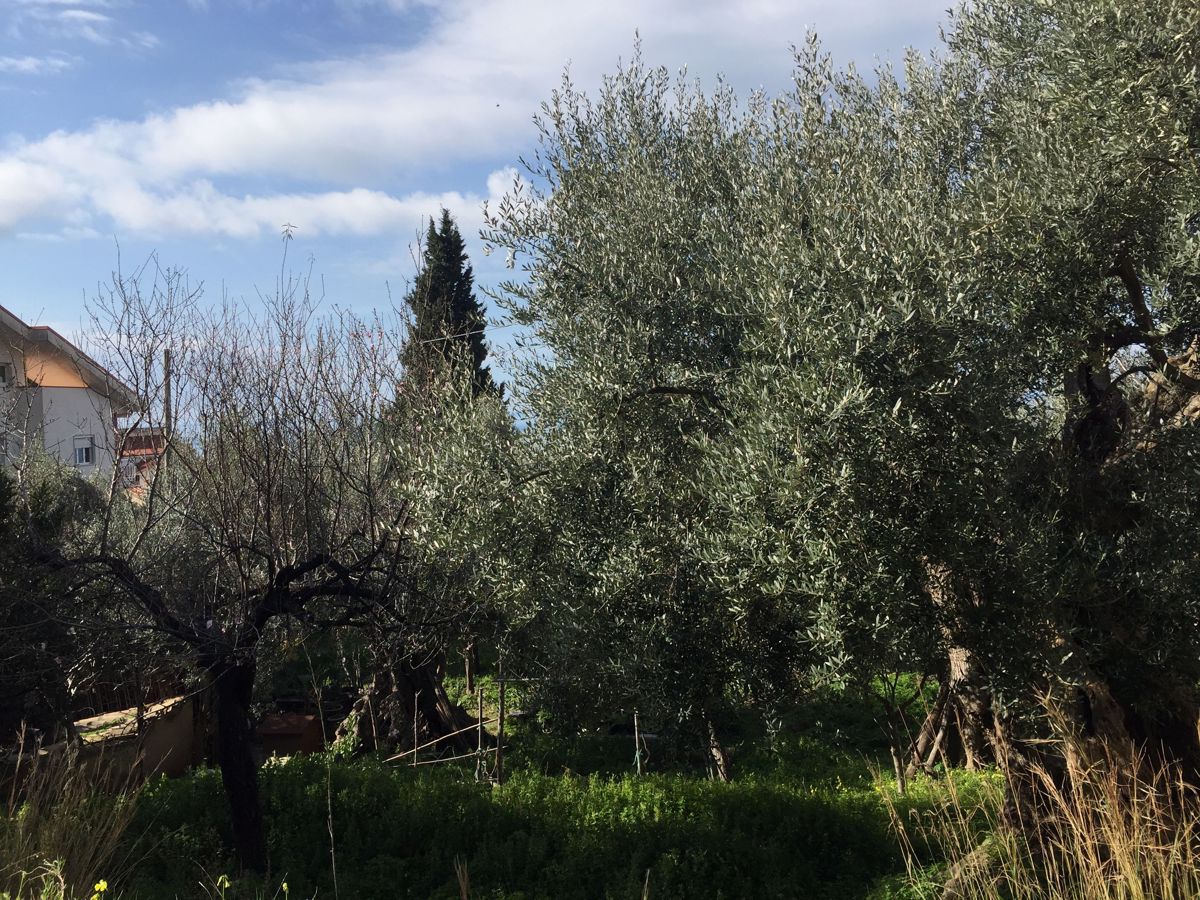 Vendita Rustico/Casale/Corte Amantea